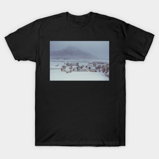 Sugar Loaf Sheep T-Shirt